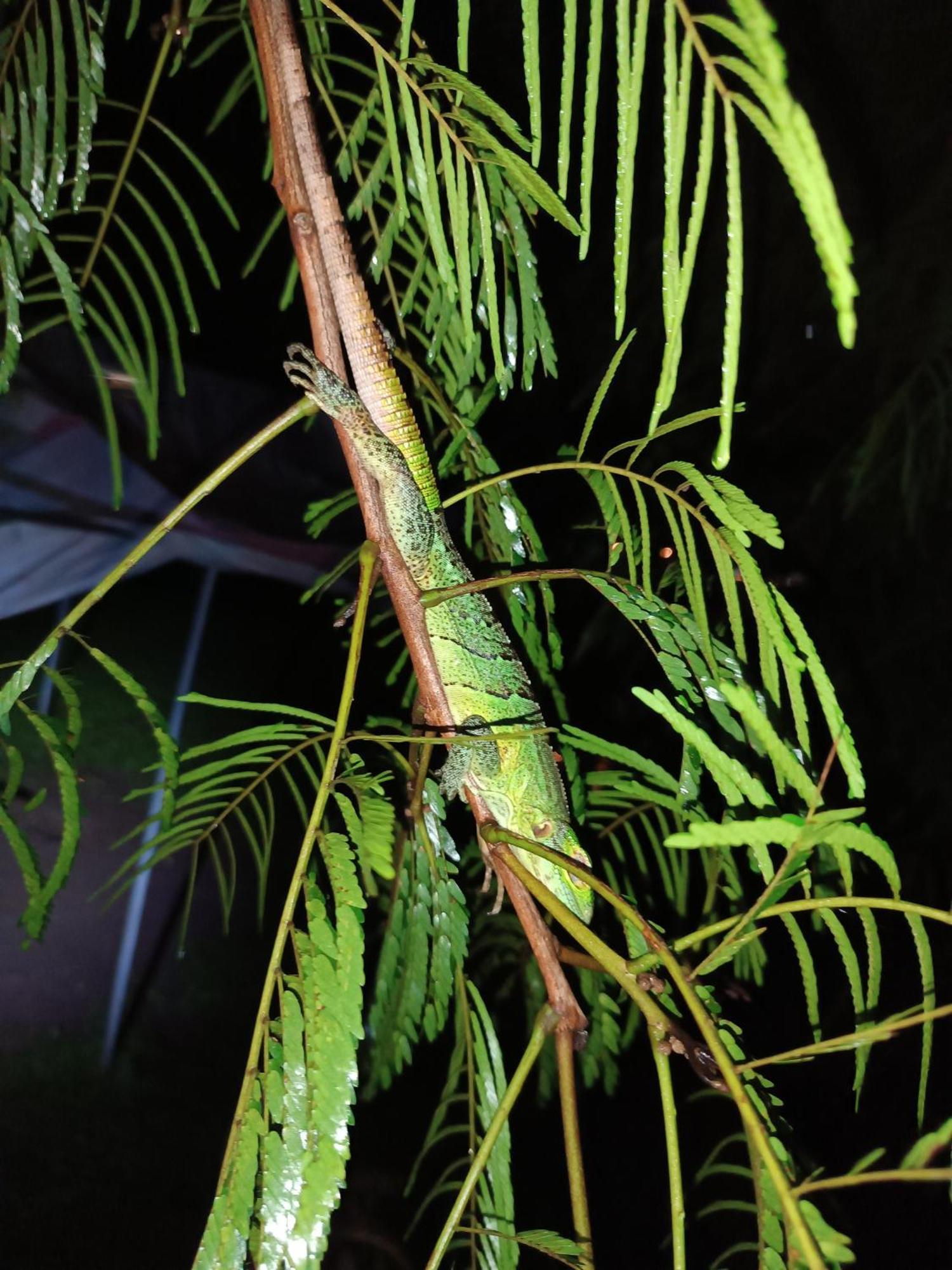 Cabana Rincon De Curubande 利比里亚 客房 照片